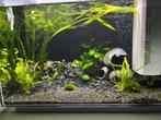 Aquarium compleet, Dieren en Toebehoren, Vissen | Aquaria en Toebehoren, Ophalen, Nieuw, Gevuld zoetwateraquarium