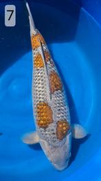 Ginrin Ochiba Shigure - Okawa - 69cm - 11jr - female, Karper of Koi