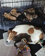 Jack Russel puppy’s, Jack Russell Terriër, 8 tot 15 weken, Meerdere, Meerdere dieren