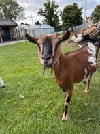 Dwerggeiten, Dieren en Toebehoren, Schapen, Geiten en Varkens, Vrouwelijk, Geit, 6 jaar of ouder