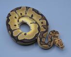 Twee Python Regius Fire Clown, Slang, 0 tot 2 jaar, Tam