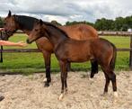 Veelbelovend chique hengstveulen (Sarai L x Vivaldi), Dieren en Toebehoren, Paarden, Dressuurpaard, 0 tot 2 jaar, Hengst, Gechipt