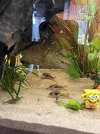 3 corydoras volwassen, Vis, Zoetwatervis