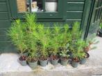 Middellandse zee den boompjes dennenboom, Tuin en Terras, Planten | Bomen, Bloeit niet, Overige soorten, Minder dan 100 cm, Ophalen