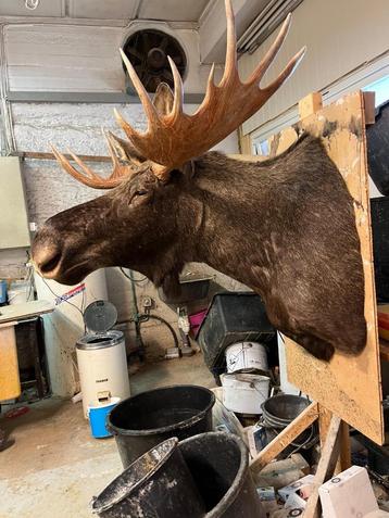 eland zeer groot 2021 taxidermi beschikbaar voor biedingen