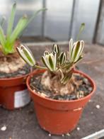 Caudex Ornithogalum Nutans Spec. Nova.potmaat 11 cm., Overige soorten, Ophalen of Verzenden, In pot, Minder dan 100 cm