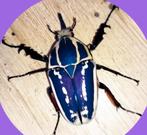 Mecynorrhina torquata ugandensis Larven., Dieren en Toebehoren, Insecten en Spinnen