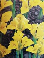 Iris, geel, vaste plant, bijna gratis, Vaste plant, Halfschaduw, Zomer, Ophalen