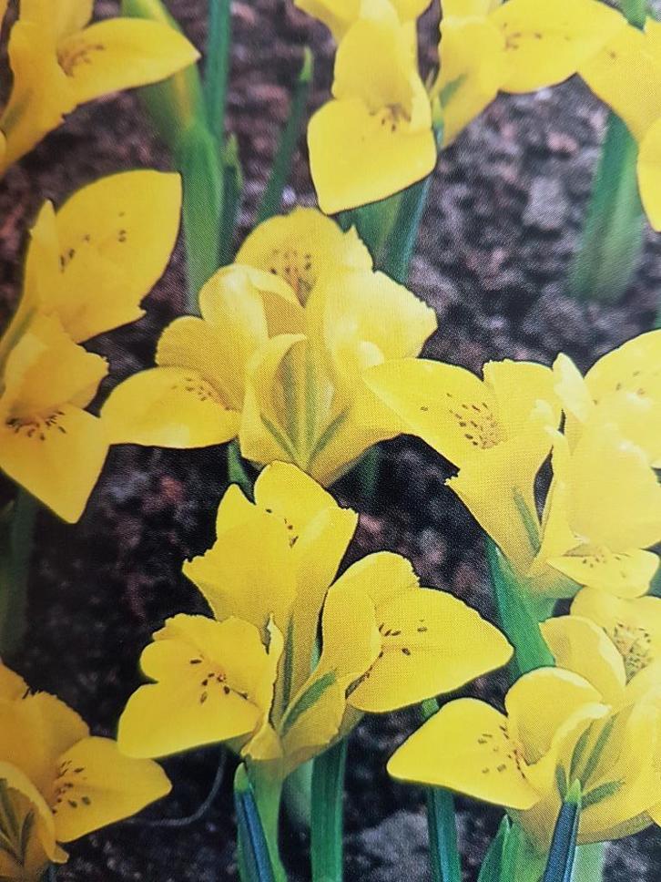 Iris, geel, vaste plant, bijna gratis, Tuin en Terras, Planten | Tuinplanten, Vaste plant, Overige soorten, Halfschaduw, Zomer