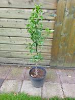 Perenboom, Ophalen, Lente, Volle zon, 100 tot 250 cm