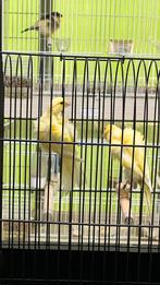 Kanarie hollandse frize, Dieren en Toebehoren, Vogels | Kanaries, Meerdere dieren, Kleurkanarie