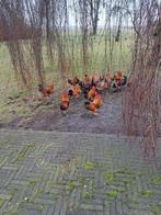 Wyandotte hanen, Dieren en Toebehoren, Pluimvee, Mannelijk, Kip