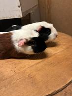Driekleur zeugjes, Dieren en Toebehoren, Knaagdieren, December, Vrouwelijk, Cavia