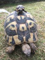 Prachtige, gezonde Griekse Landschildpadden. Nakweek 2025., Dieren en Toebehoren, Reptielen en Amfibieën, Schildpad, Tam, 0 tot 2 jaar