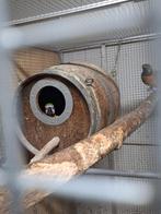 Koppel blauwgele ara's., Dieren en Toebehoren, Vogels | Parkieten en Papegaaien