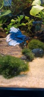 Mooie betta splendens., Vis