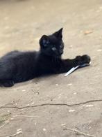 Kittens, Dieren en Toebehoren, Katten en Kittens | Overige Katten, Meerdere dieren, Kortharig, 0 tot 2 jaar
