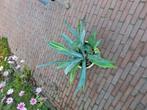 Agave, Tuin en Terras, Planten | Tuinplanten, Ophalen of Verzenden, Bloeit niet, Overige soorten, Volle zon