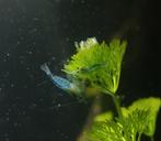 Blue Jelly Garnalen Neocaridina, Dieren en Toebehoren, Vissen | Aquariumvissen, Kreeft, Krab of Garnaal, Zoetwatervis