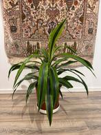 Plant, Ophalen of Verzenden, Halfschaduw, Minder dan 100 cm