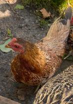 Chabo hennen, Dieren en Toebehoren, Pluimvee, Vrouwelijk, Kip
