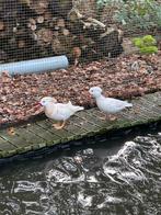 Koppel witte mandarijn eenden, Meerdere dieren, Eend