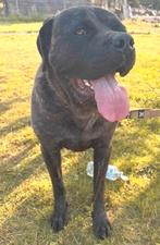 Cane Corso 2 jaar, België, Particulier, HCC (leverziekte), Overige rassen