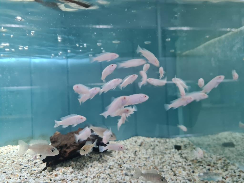 Pseudotropheus Socolofi Albino Malawi Cichliden, Vis, Zoetwatervis