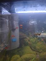 Jonge platy's!, Dieren en Toebehoren, Vissen | Aquaria en Toebehoren, Ophalen, Zo goed als nieuw