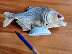 oude opgezette Piranha, Ophalen of Verzenden, Gebruikt, Vogel, Opgezet dier