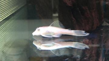 OPRUIMING: Groep L144 Snow White Shortfin beschikbaar voor biedingen