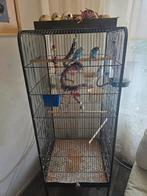 3 parkieten met kooi, voer en zand, Geslacht onbekend, Tropenvogel