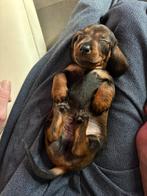 Teckel pup 1 reutje, Dieren en Toebehoren, CDV (hondenziekte), 8 tot 15 weken, Korthaar, Meerdere