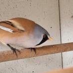 Baardman man, Dieren en Toebehoren, Mannelijk, Geringd