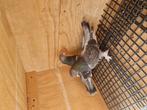 Takla duiven, Dieren en Toebehoren, Vogels | Duiven, Meerdere dieren, Postduif