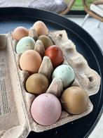 Broedeieren van verschillende groenleggers, Geslacht onbekend, Kip