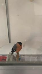Noorse goudvinken 2x man, Dieren en Toebehoren, Vogels | Overige Vogels, Mannelijk, Wildzangvogel, Geringd