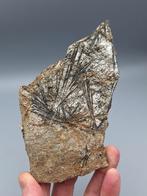 Actinoliet - Finkenberg, Tirol, Oostenrijk, Ophalen of Verzenden, Mineraal