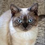 Britse korthaar, Dieren en Toebehoren, Katten en Kittens | Raskatten | Korthaar, 0 tot 2 jaar, Kater, Gechipt