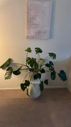 Monstera inclusief pot en mosstok, Huis en Inrichting, Kamerplanten, Ophalen, Halfschaduw, Minder dan 100 cm