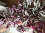 Stekjes Tradescantia zebrina en quicksilver, Huis en Inrichting, Kamerplanten, Ophalen of Verzenden, Overige soorten, Minder dan 100 cm