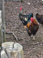 Wyandotte Haan, Dieren en Toebehoren, Overige Dieren, Juni, Mannelijk