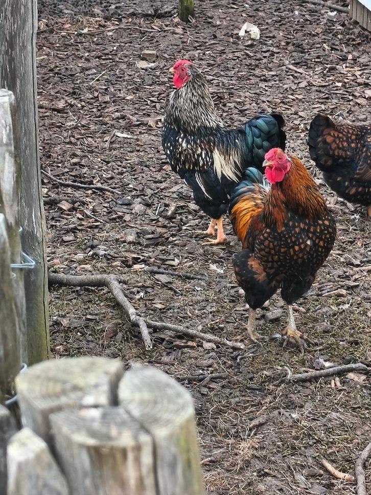Wyandotte Haan, Dieren en Toebehoren, Overige Dieren, Mannelijk, Juni