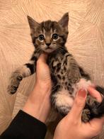 Siamees x Noorse Boskat kittens, Dieren en Toebehoren, Meerdere dieren, Ontwormd