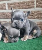 Franse Bulldog pups met stamboom uit geteste ouders, Dieren en Toebehoren, Particulier, Rabiës (hondsdolheid), Meerdere, Bulldog