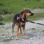 GaGa Animal Care - BOLT (kan naar NL komen), Dieren en Toebehoren, Honden | Niet-rashonden, Particulier, Rabiës (hondsdolheid)