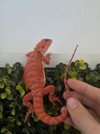 Baardagaam. Monster Vrouw -10% Sale, Dieren en Toebehoren, Reptielen en Amfibieën, Amfibie, 0 tot 2 jaar