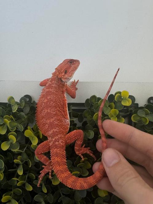 Baardagaam. Monster Vrouw -10% Sale, Dieren en Toebehoren, Reptielen en Amfibieën, Amfibie, 0 tot 2 jaar