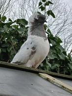 Gezocht Nonduivin zilver/wit Nonduif  - nonduiven, Dieren en Toebehoren, Meerdere dieren, Overige soorten
