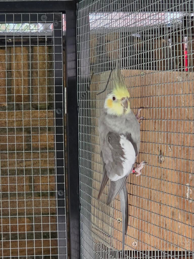 Te koop bleekmasker pale fallow valkparkiet, Mannelijk, Parkiet